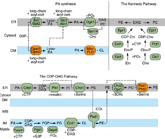 Figure 9 - Biosynthetic pathways for mitochondrial phospholipids. The major precursor PA is synthesized in  the ER and mitochondrial outer membranes
