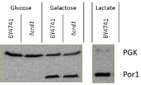 Figure  10  –Selection  of  the  growth  medium  for  mitochondrial  isolation  and  assessment  of  cytochrome  c  release