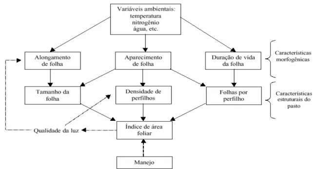Figura 1.  Relação entre características morfogênicas e estruturais da pastagem  (LEMAIRE e CHAPMAN, 1996)