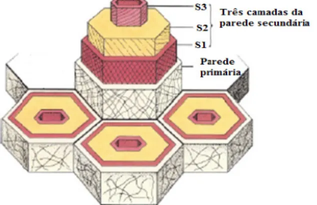 Figura 1: Camadas da parede celular secundária (S1,  S2 e S3). As diferentes orientações das três camadas  dão resistência à parede secundária