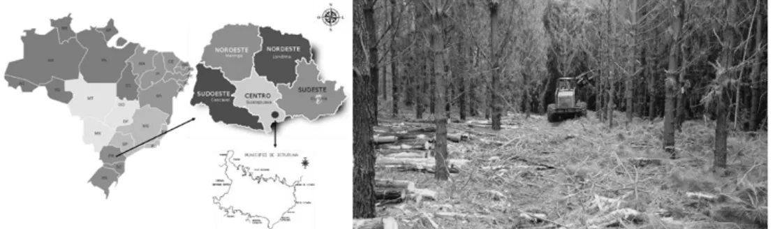 Figura 1. Localização da área de estudo A  área  experimental  foi  composta  por  um  povoamento  de  Pinus  taeda  L
