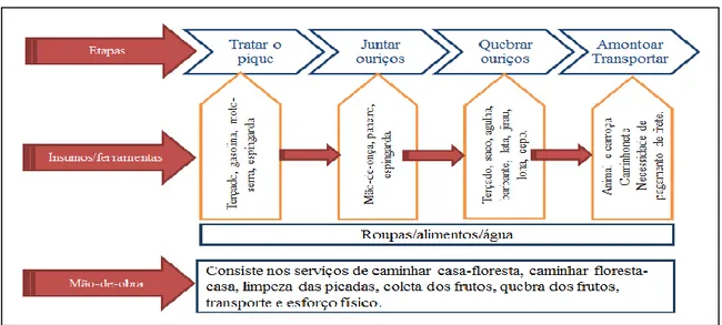 Figura 2. Etapas do processo extrativo da Castanha-da-Amazônia. 