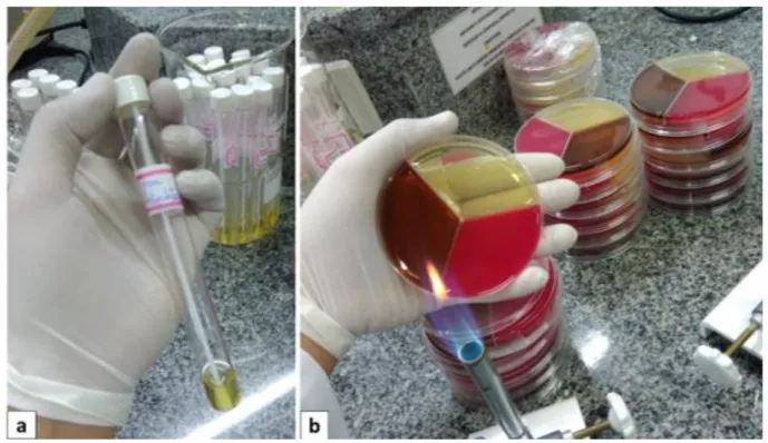 Figure 1 – (a) Test tube containing 2 ml of BHI broth, identified and containing the swab used for sampling