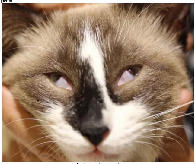 Figura 1-  Imagem  fotográfica  de  felino  apresentando  protusão  bilateral da terceira  pálpebra  em  olho  direito  e  esquerdo