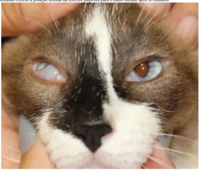 Figura 2. Imagem fotográfica de felino, após utilização de colírio de fenilefrina 10%, 1 gota em olho esquerdo,  denotando retorno à posição normal da terceira pálpebra para o canto medial após 20 minutos 