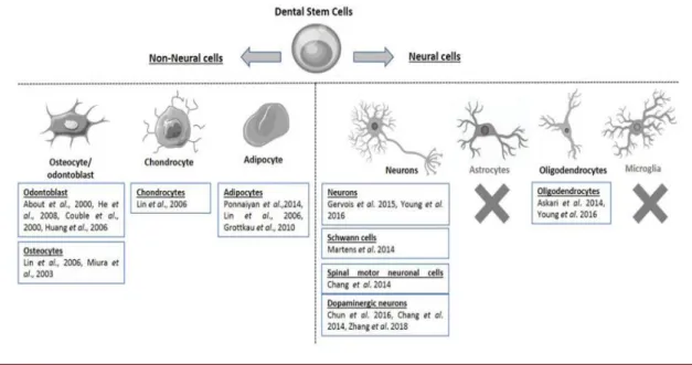 Figure  1:  Summary  of  differentiation  of  dental  stem  cells  (DSC)  into  non-neural  cells  (eg,  osteocytes,  chondrocytes and adipocytes) or neural cells (eg, neurons and oligodendrocytes)