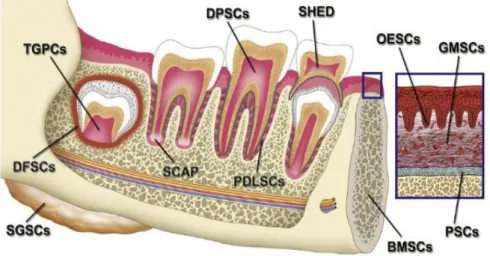 Figure 2: Sources of stem cells in the oral and maxillofacial region, in particular: stem cells from dental pulp of  permanent  teeth  (DPSC);  pulp  stem  cells  from  human  exfoliated  primary  teeth  (SHED);  stem  cells  of  the  periodontal ligament 