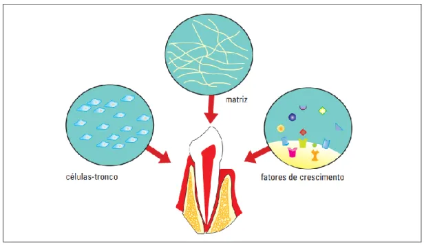 Figure 3: Factors needed for bioengineering in Dentistry. The differentiation of stem cells depends directly on the  culture medium, which must be composed of stem cells, matrix and growth factors (SOARES et al., 2007)