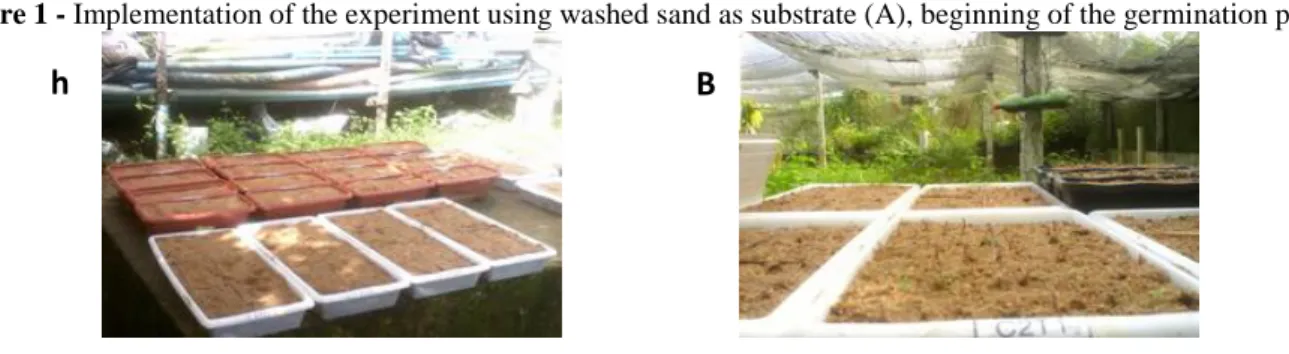 Figure 1 - Implementation of the experiment using washed sand as substrate (A), beginning of the germination period (B)