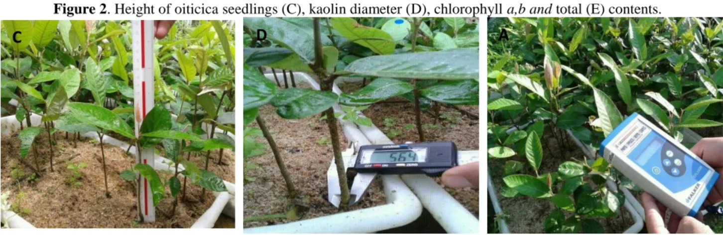 Figure 2. Height of oiticica seedlings (C), kaolin diameter (D), chlorophyll a,b and total (E) contents