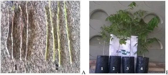 Figure  2.  Woody  propagules  from  the  plant  apex  (A1),  herbaceous  propagules  from  regrowth  structures  of  pruned  branches (A2), and rootstocks of Spondias tuberosa (B1 and B2) and Spondias mombin (B3 and B4) plants