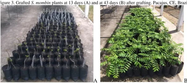 Figure 3. Grafted S. mombin plants at 13 days (A) and at 43 days (B) after grafting. Pacajus, CE, Brazil