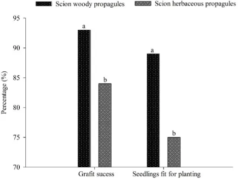 Figure 5. Percentage of graft success and percentage of seedlings fit for planting for  Spondias mombin plants grafted  using woody and herbaceous propagules