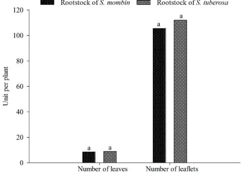 Figure  6.  Mean  number  of  leaves  and  leaflets  in  Spondias  mombin  seedlings  grafted  using  Spondias  mombin  and  Spondias tuberosa rootstocks