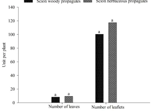 Figure 7. Mean number of leaves and leaflets in Spondias mombin seedlings grafted using woody and herbaceous scions