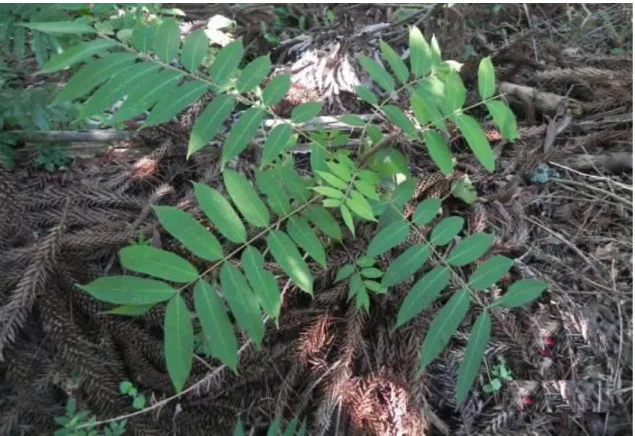 Figura 3: Indivíduo da espécie ameaçada de extinção “cedro” e folhas da espécie ameaçada de  extinção “araucária”, evidenciando a importância da conservação do remanescente florestal do 