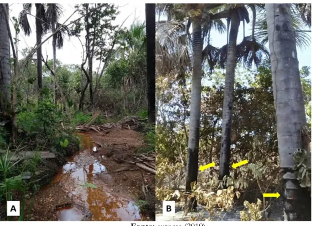 Figura 13. Imagens da  Va  no período úmido (A) e período seco (B). 