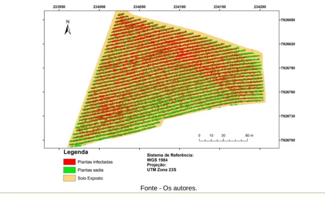 Figura 6 - Distribuição espacial de cafeeiros sadios e infectados por nematoides, gerado através da classificação  supervisionada pelo método da máxima verossimilhança através dos dados de entrada formado pelas bandas 