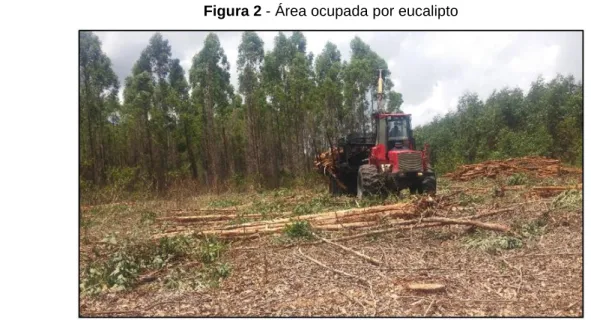 Figura 2 - Área ocupada por eucalipto 