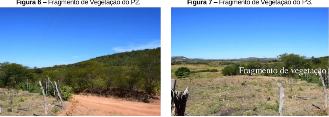Figura 8 –  Vegetação densa do P4. 