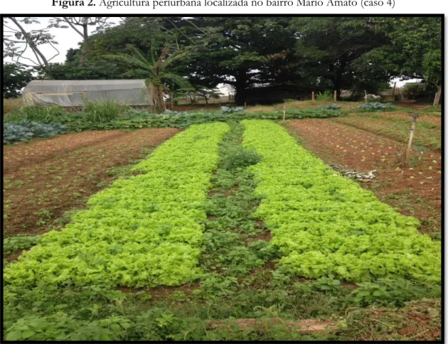 Figura 2. Agricultura periurbana localizada no bairro Mário Amato (caso 4) 