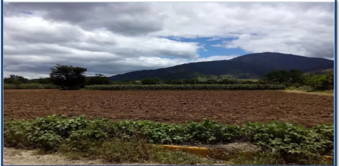 Figura 05. Cultivos agrícolas em Coatecas Altas (Oaxaca).