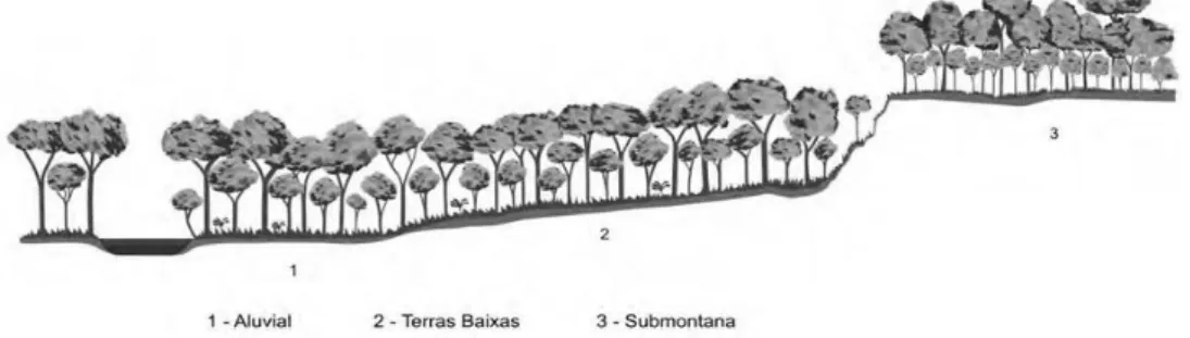 Figura 5 – Perfil esquemático da Floresta Estacional Sempre-Verde, classificada pelo IBGE.