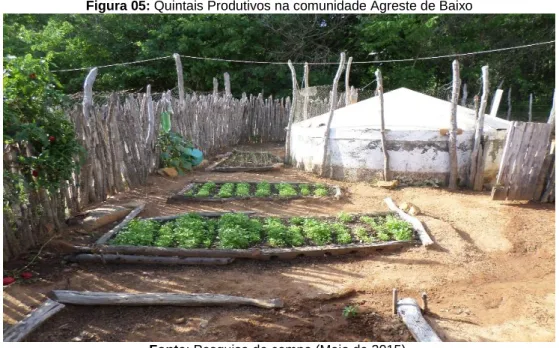 Figura 05: Quintais Produtivos na comunidade Agreste de Baixo 