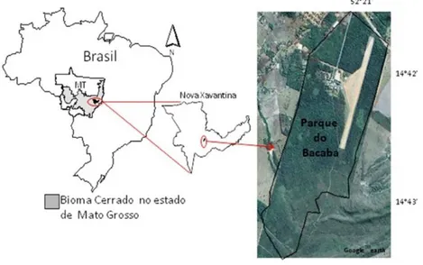 Figura 1. Localização do Parque Municipal do Bacaba, em Nova Xavantina, Mato Grosso. 