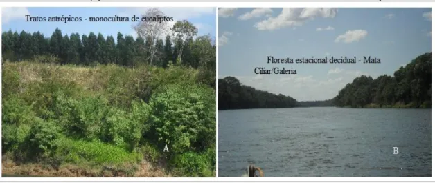 Figura 2.  (A) tratos antrópicos – monoculturas com eucaliptos plantados próximo às margens do rio das  Velhas, em (B) Floresta decidual Mata Ciliar/Galeria, em bom estado de conservação