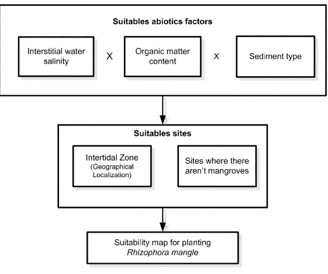 Figure 2. Framework for the selection of suitable sites for planting Rhizophora mangle