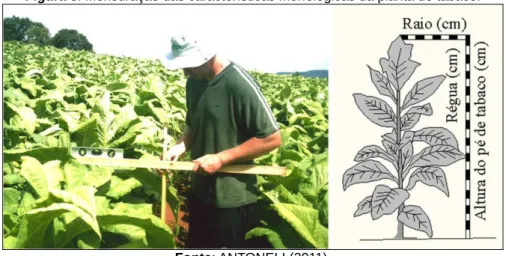 Figura 3. Mensuração das características morfológicas da planta do tabaco. 