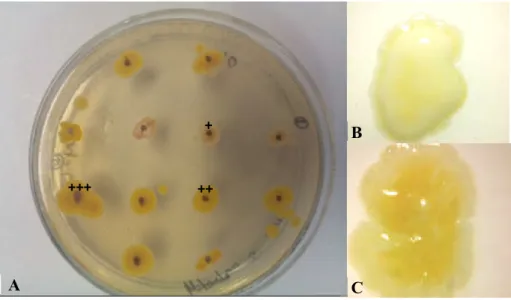 Figura 2 - Diferenças morfologias entre as colônias bacterianas isoladas do ambiente frio