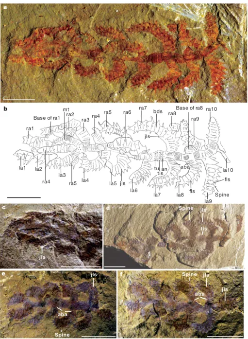 Figure 1 | The early Cambrian lobopodian Diania cactiformis gen. et sp.