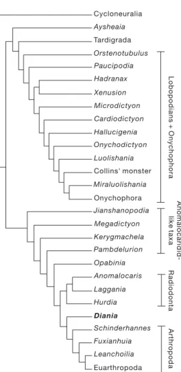 Figure 4 | Cladistic analysis of all Cambrian lobopodians and some arthropod stem group taxa