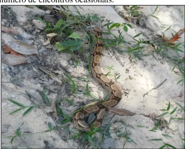 Figura  2  -  Boa  constrictor,  Serpente  com  maior  número de encontros ocasionais