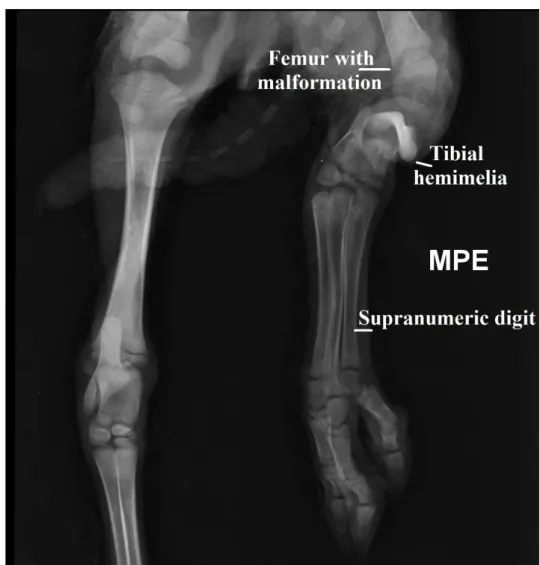 Figure  1:  Radiography  in  craniocaudal  projection.  It  is  possible  to  observe  a  polydactyly  in  the  left  hindlimb,  with  supranumeric first, second and third metatarsi and phalanges; a remnant of left tibia (tibial hypoplasia) and a malformed