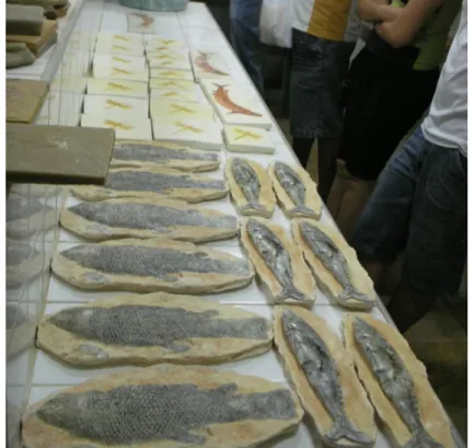 Figura 1 - Réplicas de peixes fósseis confeccionadas pelo Museu de Paleontologia para venda aos turistas em visita a Santana do Cariri, CE