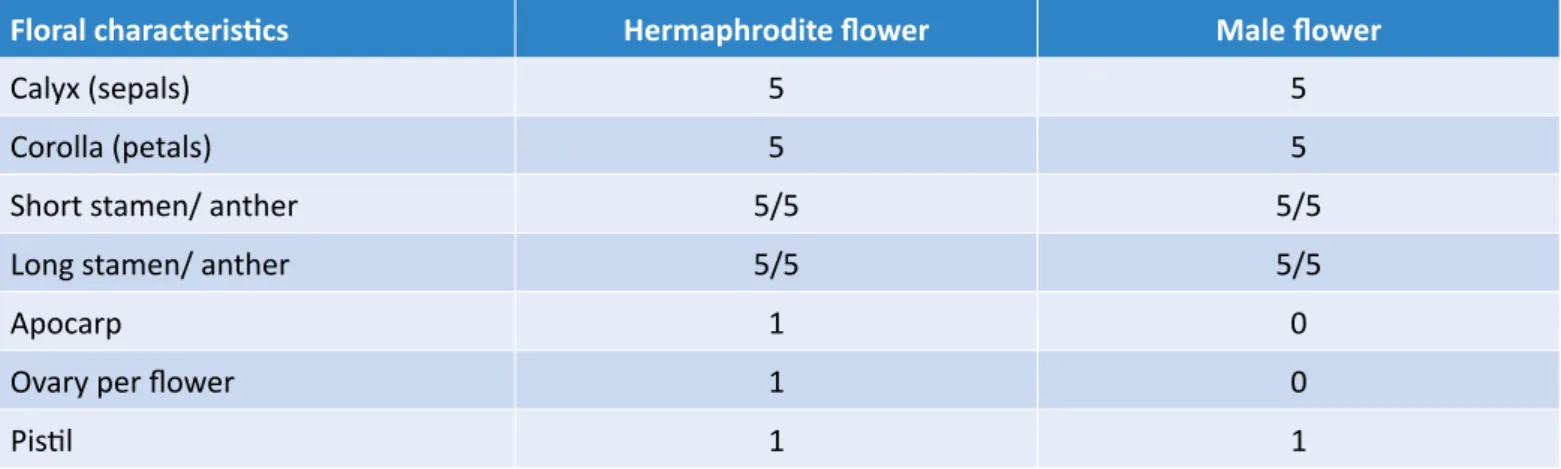 Table 1 – Floral characteristics of Spondias tuberosa according to Nadia et al. (2007).