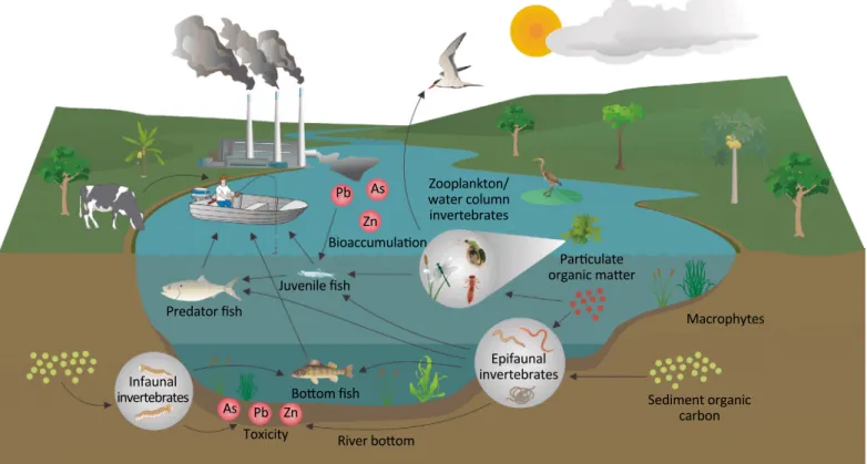 Figure 2 – Example of a conceptual model for bioaccumulation/biomagnification of metals  from sediment through an aquatic food chain to fish, birds, and humans.