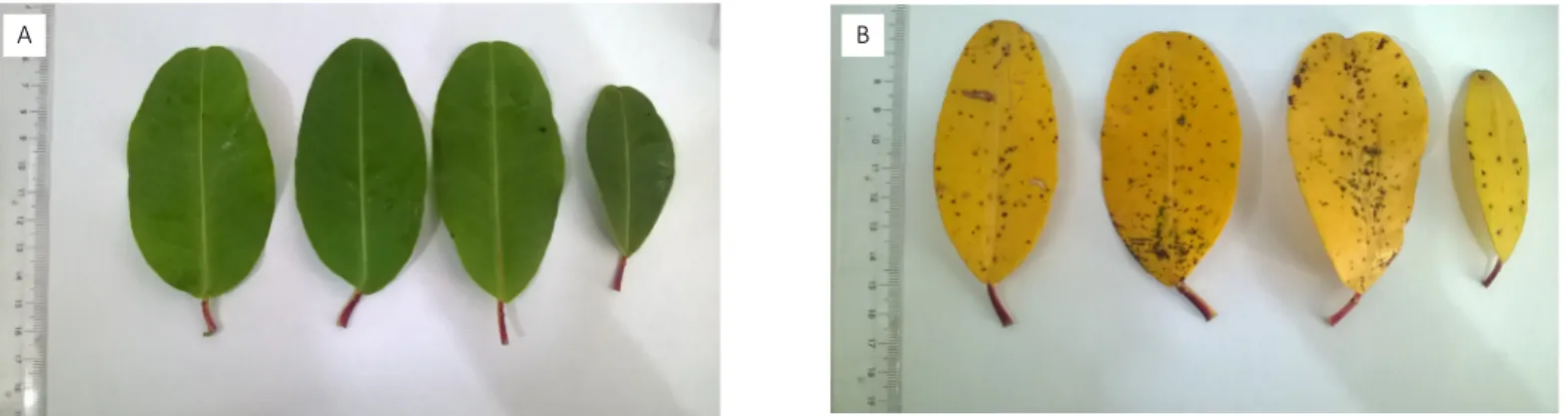 Figura 2 – Folhas de Laguncularia racemosa: (A) verdes e (B) amarelas (com clorose).