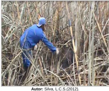 Figura 6. Trabalhador cortando cana na Usina Laginha Agroidustrial S/A- Unidade Trialcool
