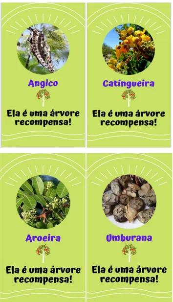 Figura 5: Cartas de vegetação da Caatinga, válidas como pontuação de recompensa, e verso
