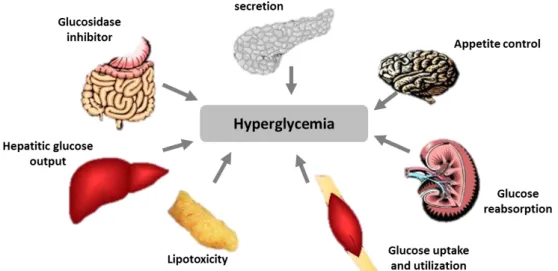 FIGURE 06: Pathophysiologic Mechanisms for Whom Failure Leads to  Hyperglycemia in T2DM Patients