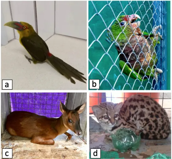 Figura 4.  Animais apreendidos e resgatados, que constam na Lista Nacional  Oficial  das  Espécies  da  Fauna  Brasileira  Ameaçadas  de  Extinção  (MMA,  2014; IUCN, 2019)