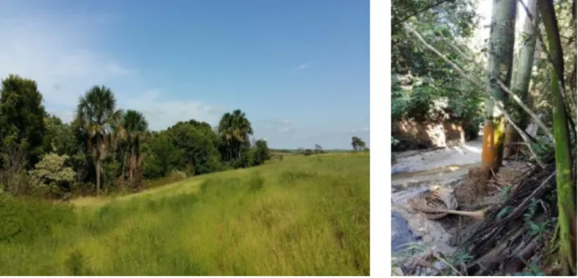 Figura  9.  Vereda  parcialmente  preservada,  vizinha  à  área  Urbana  no  Município  de  Uberaba, sofrendo com o processo de erosão e consequente exposição das  raízes de buritis