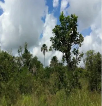 Figura 11. Área da Vereda no Município de Uberaba, parcialmente preservada,  sofrendo com a plantação de eucalipto nas suas proximidades