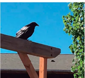 Figure 1: Raven. Personal Archives.