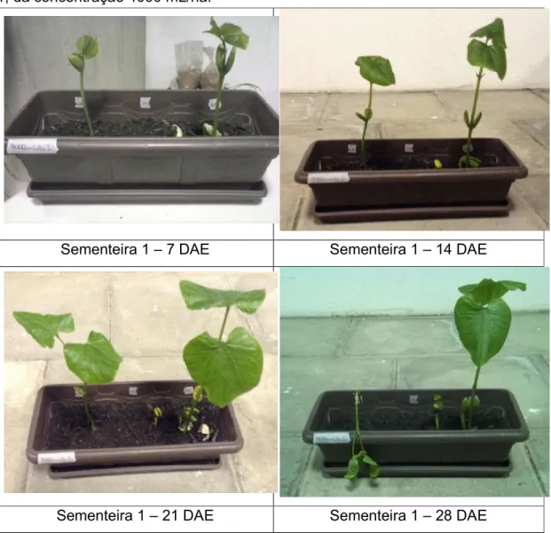 Figura 8 – Evolução da Canavalia ensiformis do 7 DAE aos 28 DAE, na sementeira  1, da concentração 4000 mL/ha