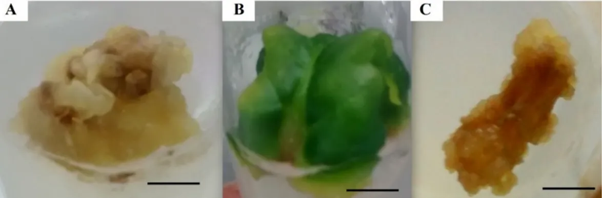 Figura  6  -  Formação  de  calos  em  nabo  forrageiro  a  partir  de  explantes  hipocotiledonares (A) foliares (B) e radiculares (C) aos 30 dias de cultivo in vitro